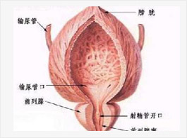 前列腺炎的病因
