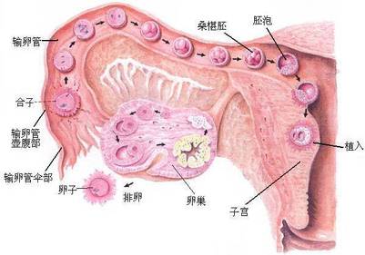 人流手术后多久恢复排卵？