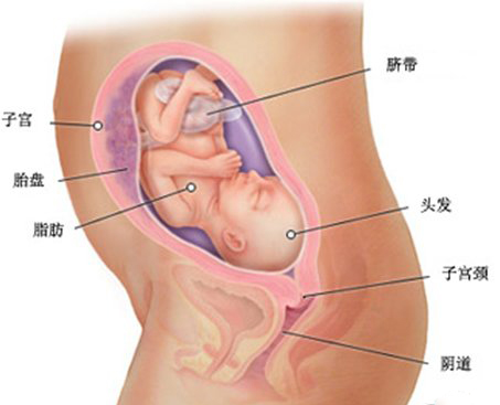 女子怀孕8周，胎儿踪迹难寻，医界之谜与期待
