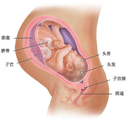 女性怀孕10个月胎儿图