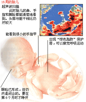 女性怀孕4个月胎儿有多大了？
