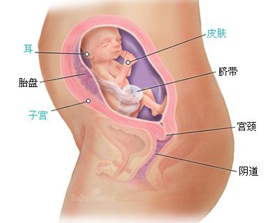 准妈妈怀孕6个月有多大了？