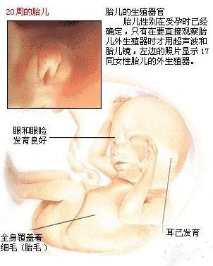 女性怀孕五个月胎儿有多大了？