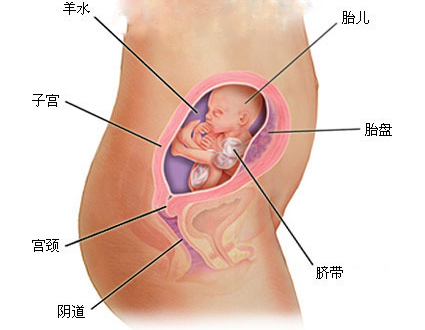 女性怀孕5个月胎儿发育怎样了？