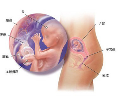 怀孕四个月胎儿发育成什么样了？