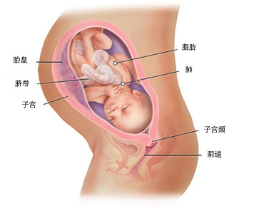 女性怀孕9个月胎儿的发育状态