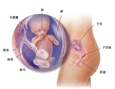 女性怀孕六个月胎儿的发育是怎样的？