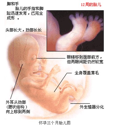 女性怀孕3个月胎儿长什么样了？