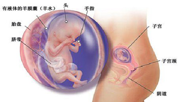女性怀孕13周胎儿多大了？