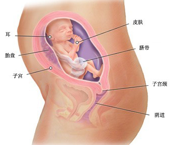 怀孕22周胎儿发育图