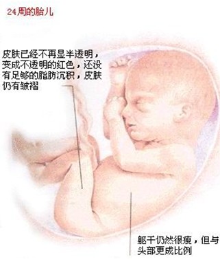 女性怀孕24周胎儿发育大小
