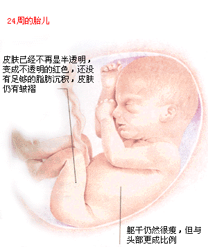 怀孕六个月胎儿发育多大了？