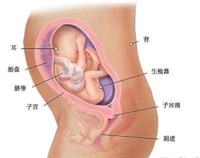 女性怀孕8个月胎儿发育状态