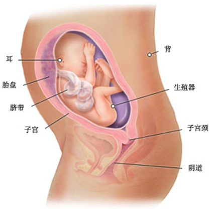 女性怀孕7个月胎儿多大了？