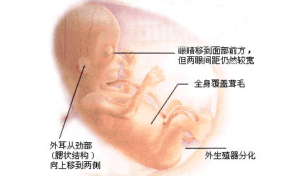 怀孕3个月胎儿长什么样了？