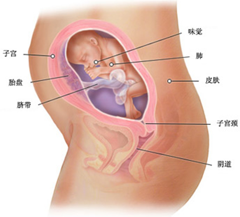 准妈妈怀孕6个月胎儿发育多大了？