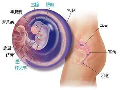 怀孕3个月胎儿发育多大了？