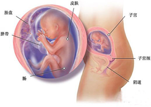 准妈妈怀孕5个月胎儿发育状态