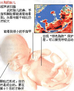 怀孕4个月胎儿长多大了呢?