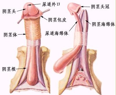 在性交时出现痛该怎么办才好