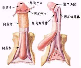 沙井治疗勃起障碍哪家医院好？