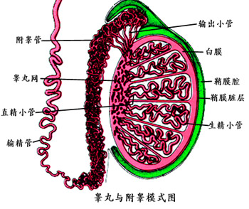 男性患上睾丸炎会有什么危害