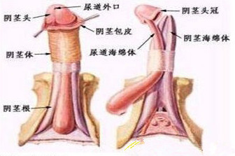 男性射精障碍危害有多大